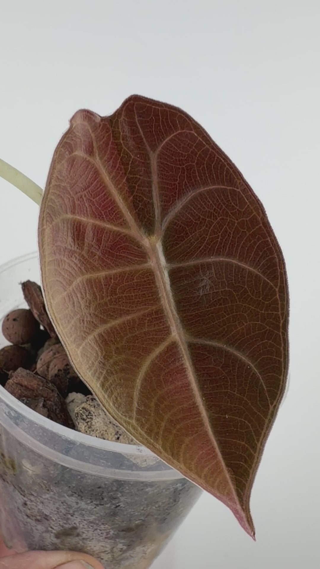 Alocasia Sedenii Aurea Pup