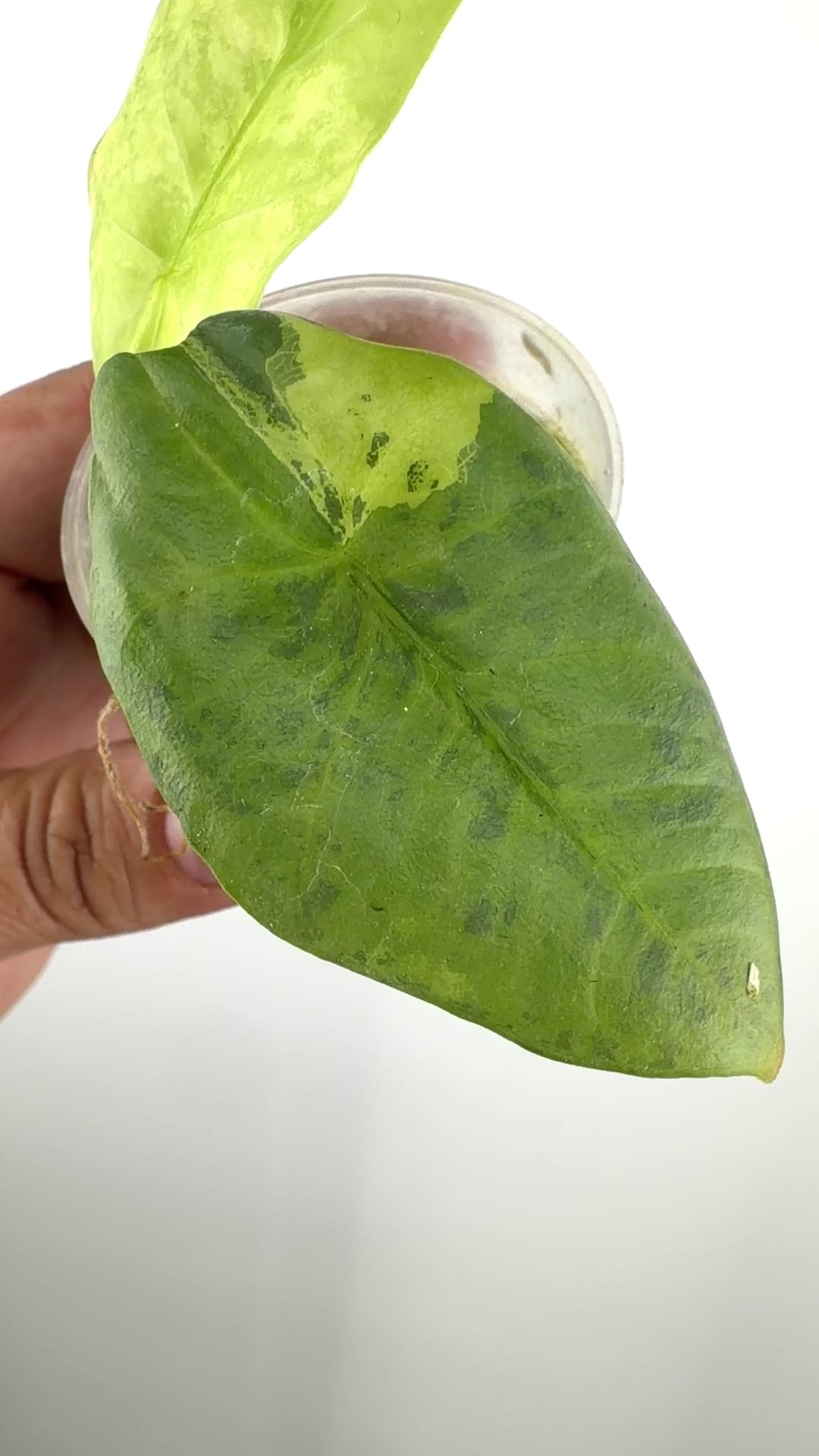 Alocasia Sintang Aurea Variegated