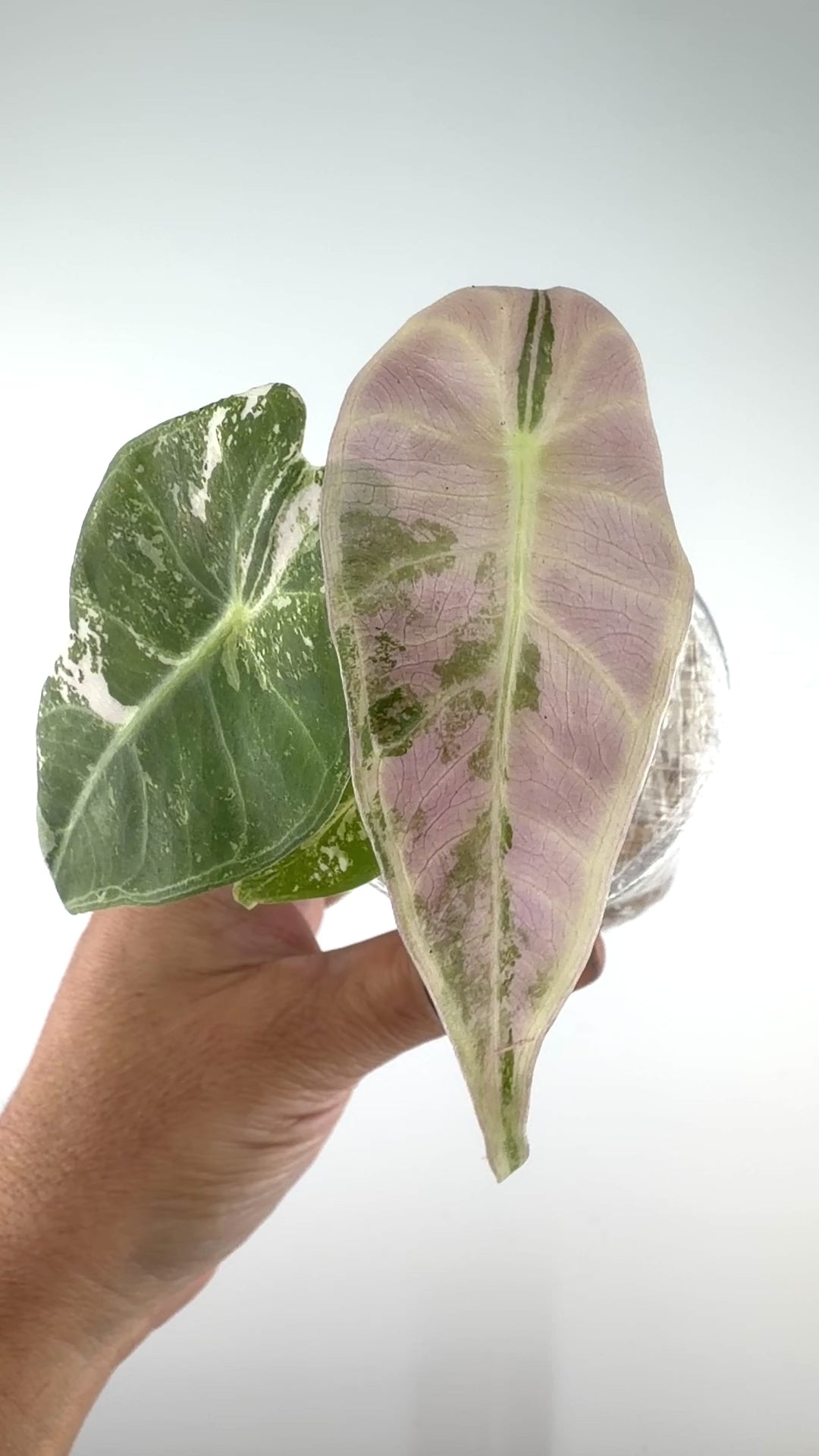 Alocasia Grandis Pink Variegated