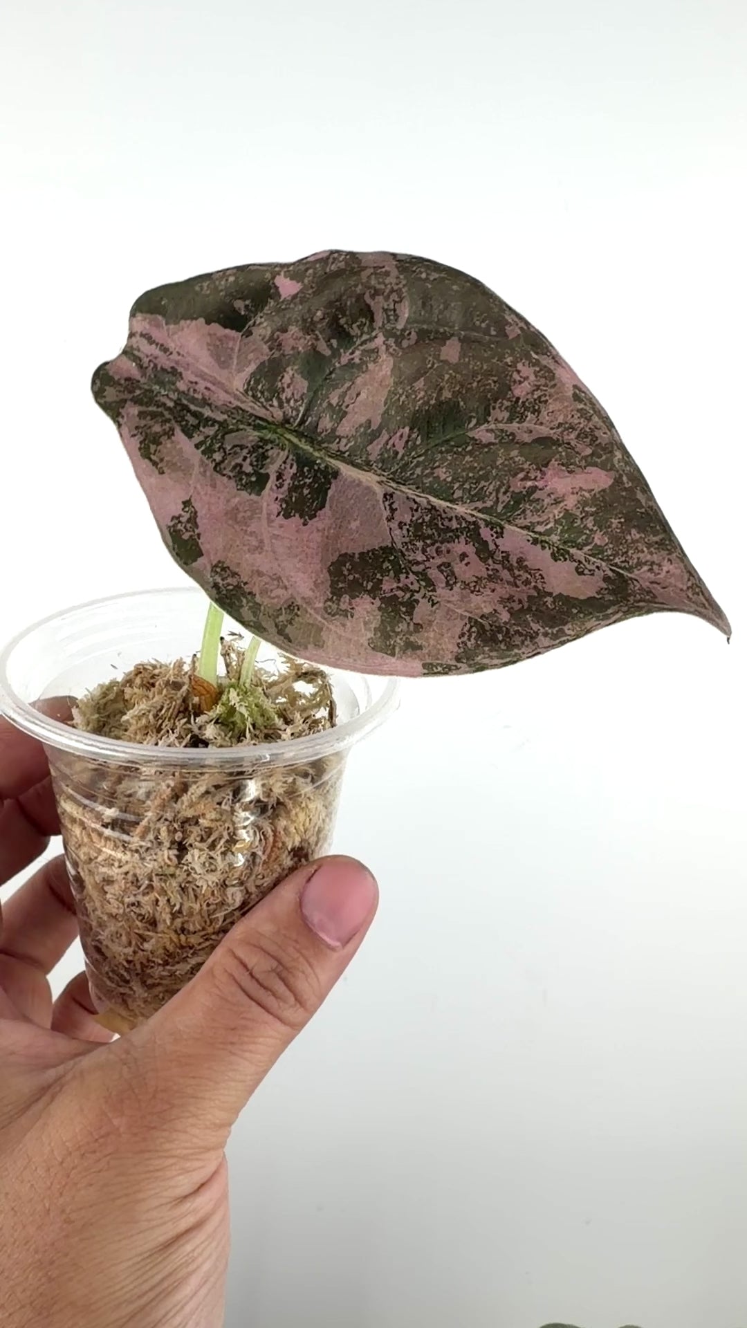 Alocasia Cuprea Pink Nom Yen Variegated