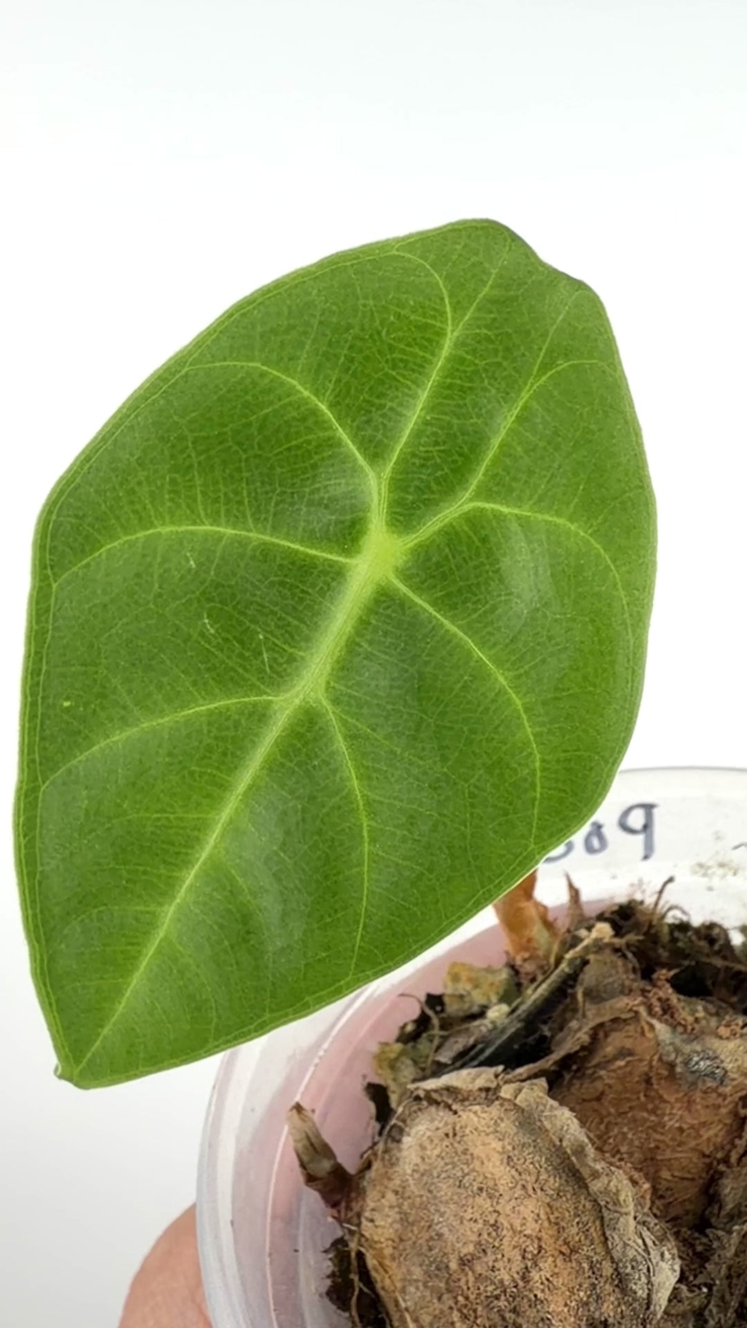 Alocasia Prince of Curup Pup