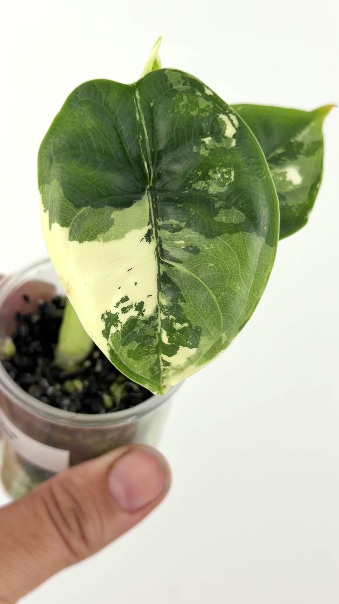 Alocasia Puncak Albo Variegated