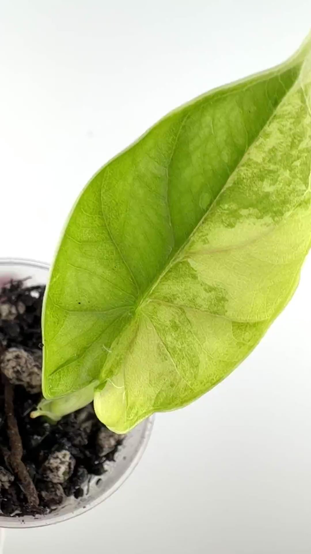 Video of the exact Alocasia Dragon Scale Aurea Variegated