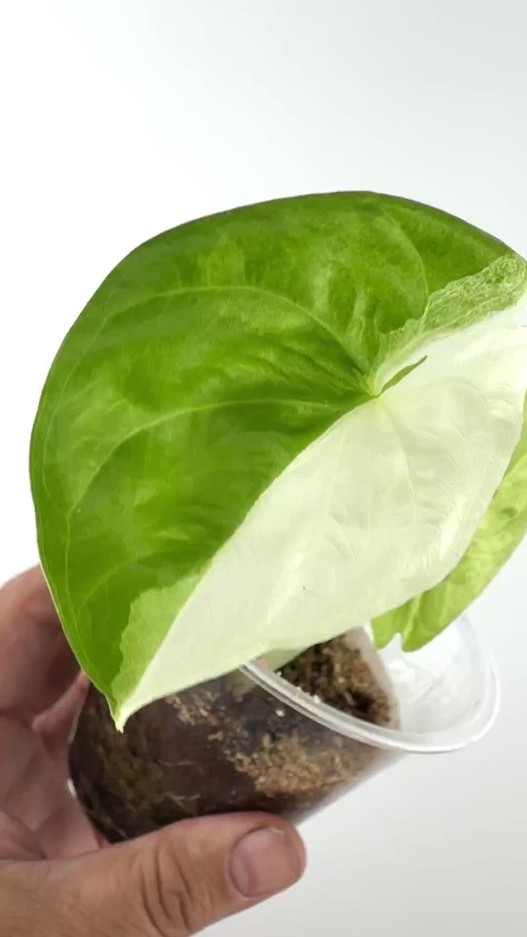 Alocasia Fornicata Mint Tri-Color Variegated Pup video