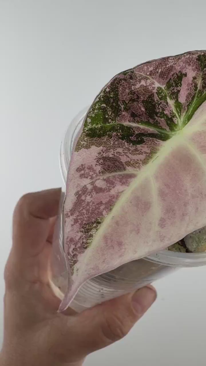 Video of the exact Alocasia Black Velvet Pink/Purple Variegated
