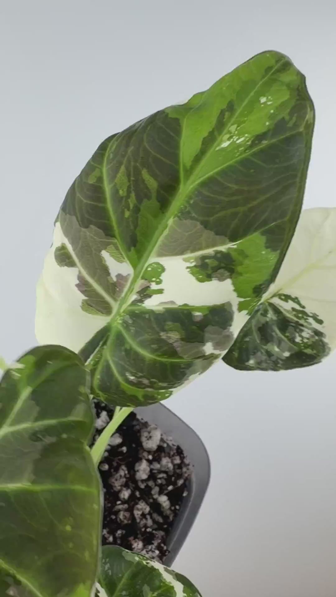 Alocasia Regal Shield Albo Variegated Mother Plant — video of the exact plant