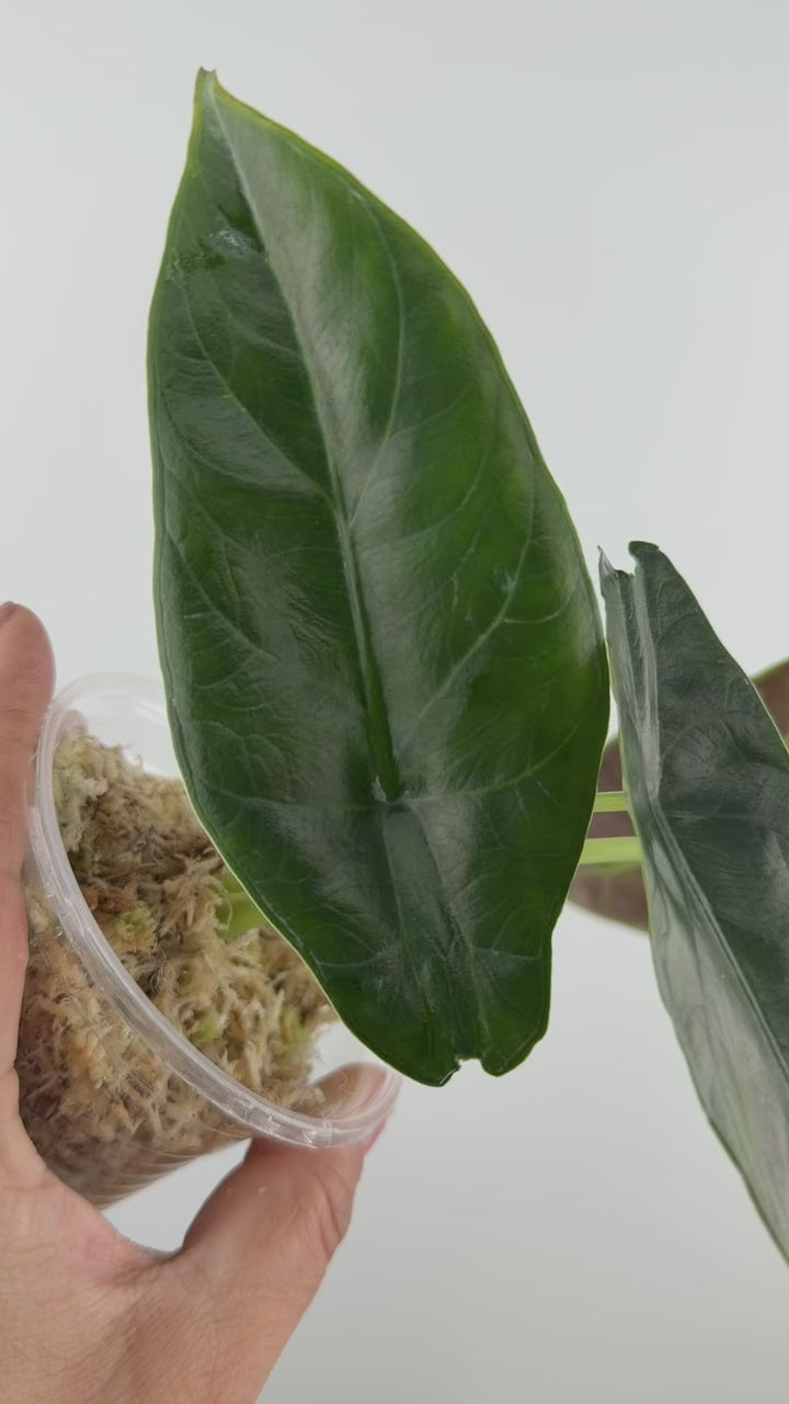 Alocasia Azlanii X Scalprum Hybrid