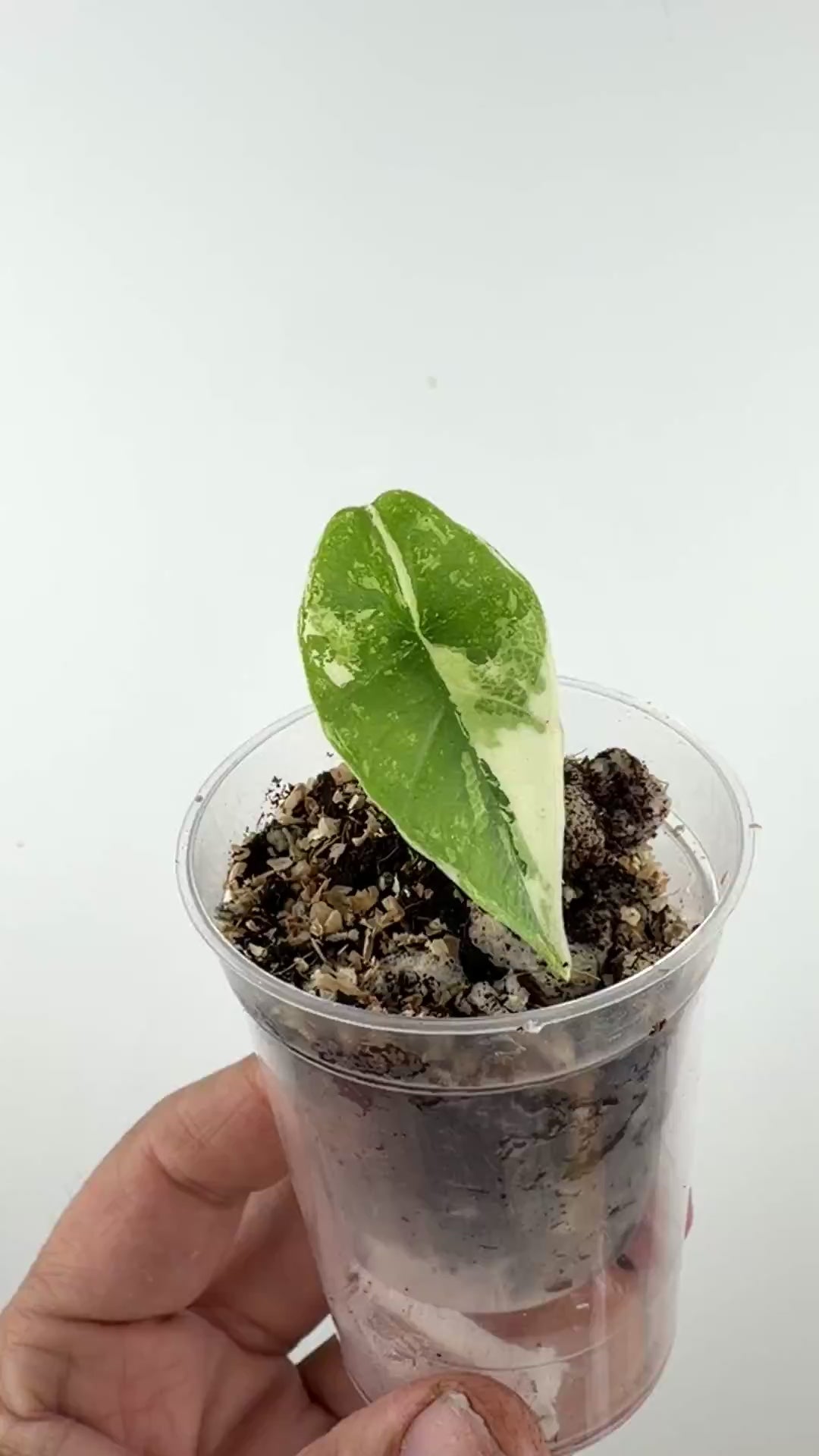Alocasia Bisma Platinum Albo Variegated Pup video
