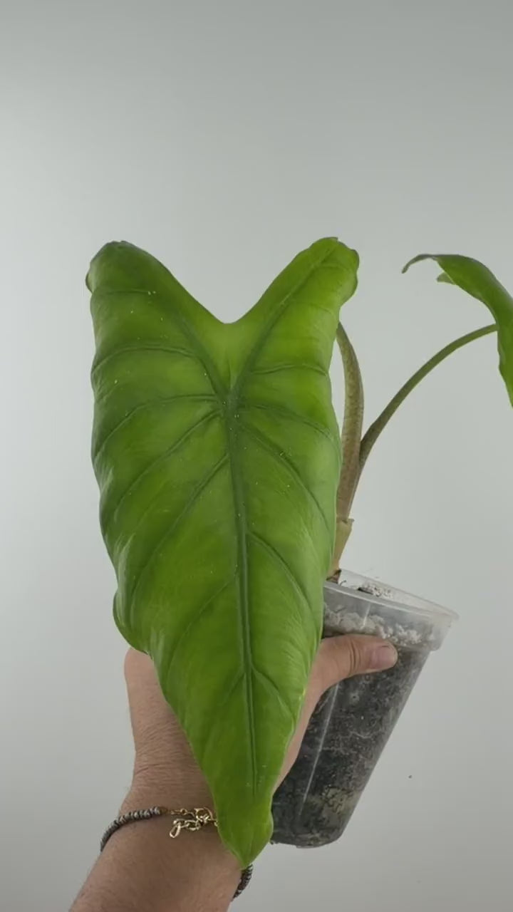 Video of the Alocasia Sp. Wild Form mother plant