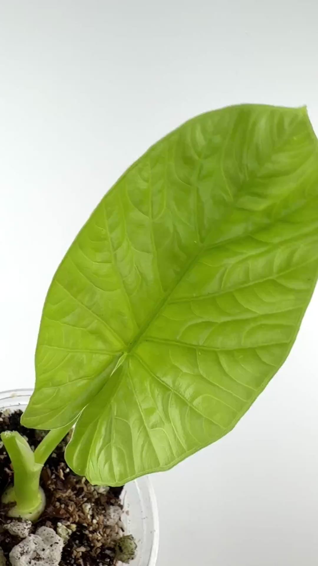 Alocasia Lukiwan Hybrid (Alba X Sinuata)