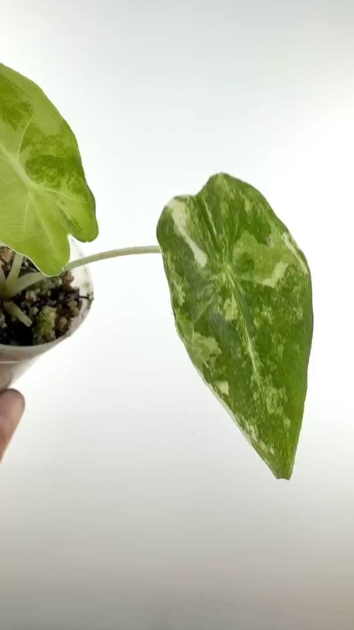 Video of the exact Alocasia Sarian Aurea Variegated