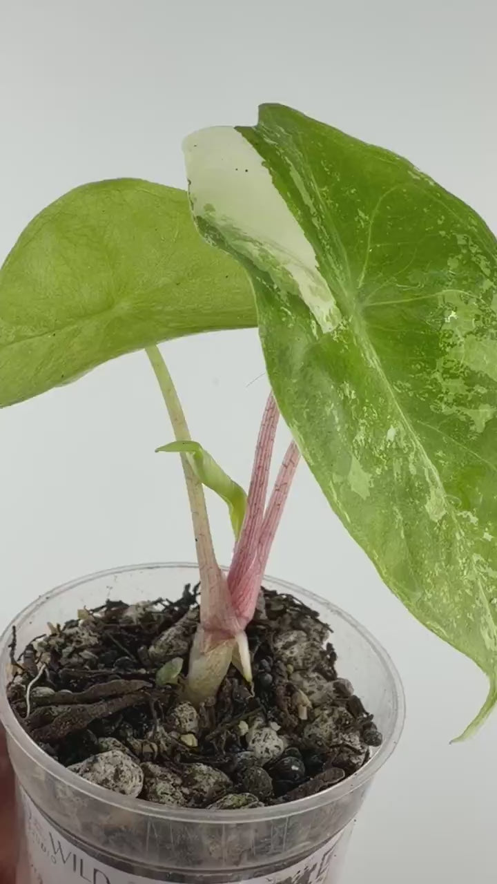 Video of the exact Alocasia Pink Dragon Albo Variegated
