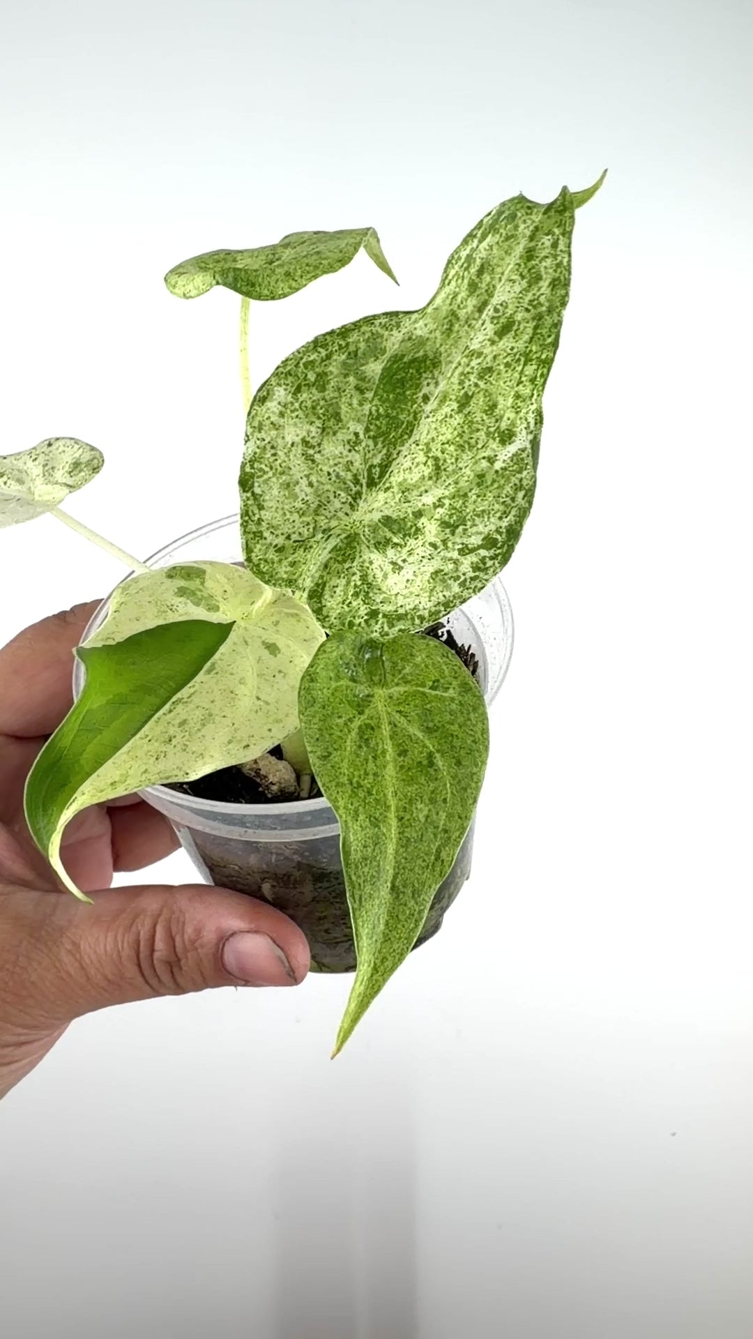 Alocasia Cucullata "White Form" Variegated