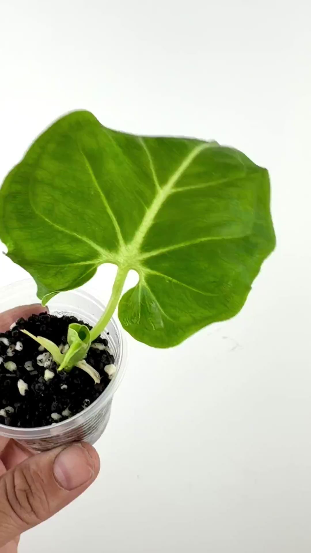 Video of the exact Alocasia Frydek Mutation Indonesian Manta Ray