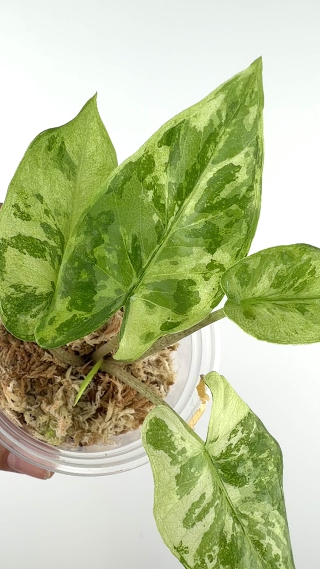 Alocasia Corazon "Camo" Albo Variegated