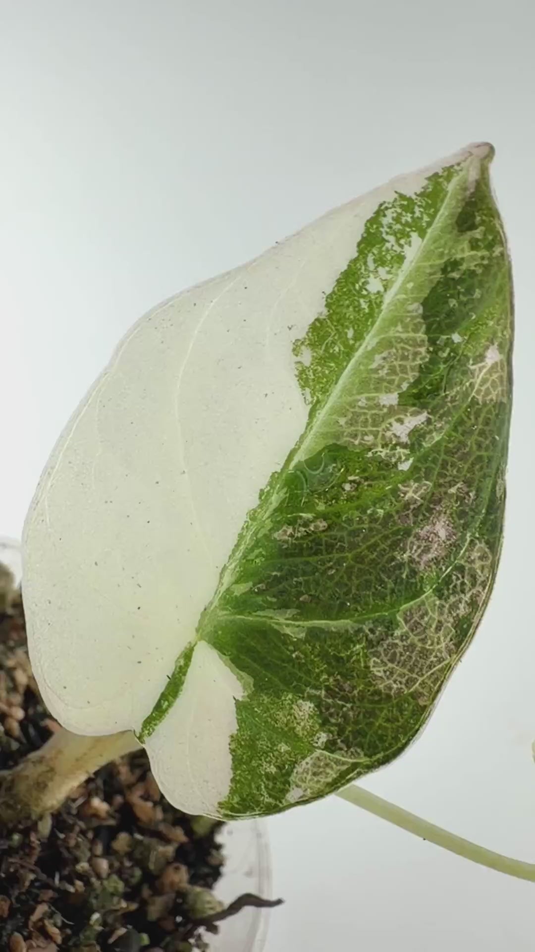 Alocasia Black Velvet Pink Variegated