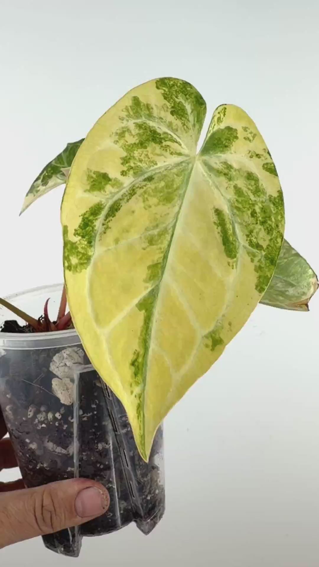 Anthurium (Papi X Crys) X (Mag X Forgetti) Variegated