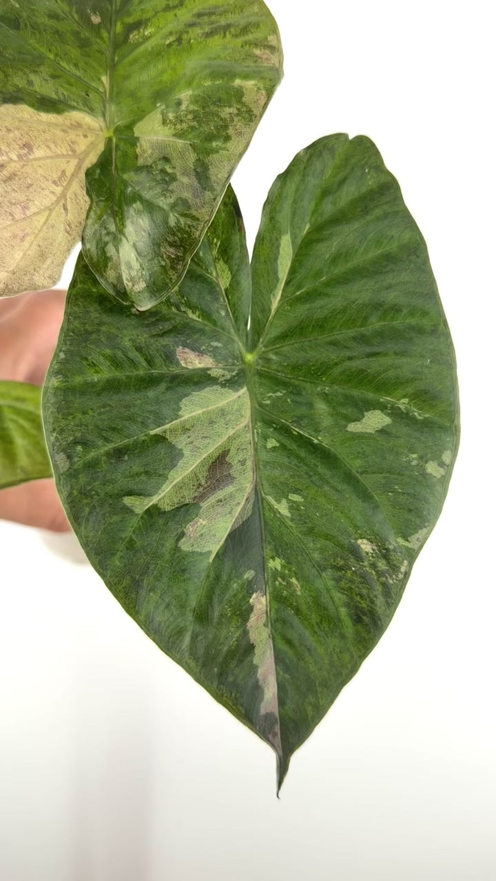 Alocasia Serendipity Sekura Variegated