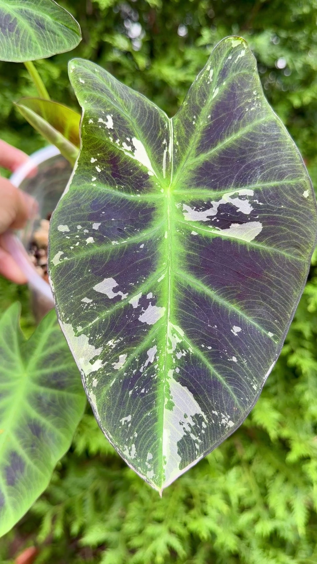 Colocasia Mangosteen #1