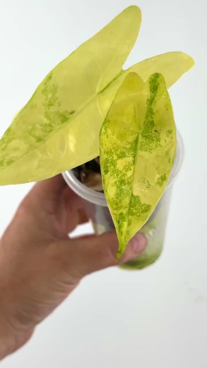 Video of the exact Alocasia Longiloba Chum Phon Variegated