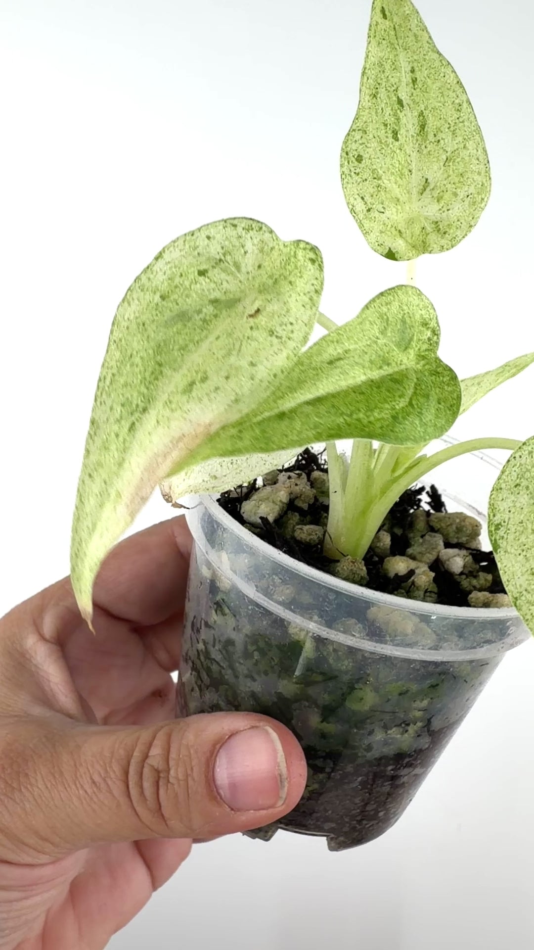 Alocasia Cuculatta Mint "White Form" Variegated