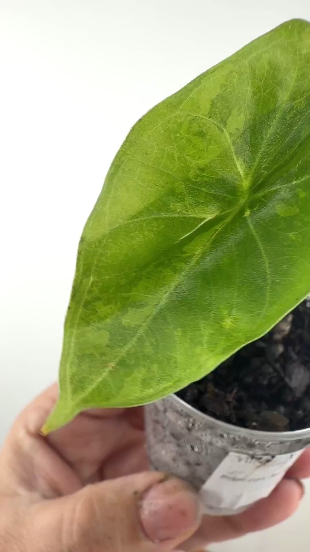 Alocasia Princeps Aurea Variegated
