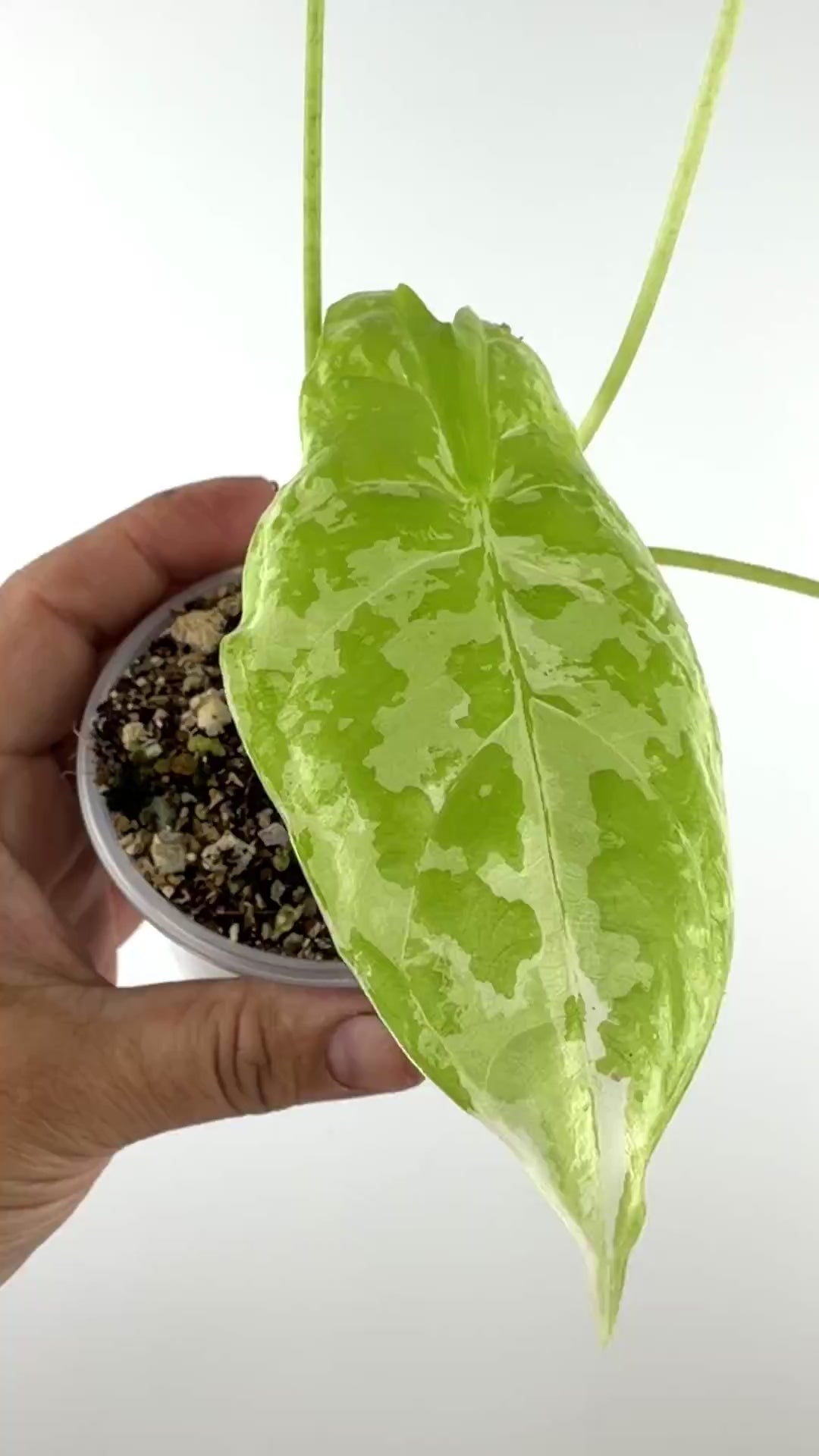 Video of the exact Alocasia Fornicata Albo Variegated