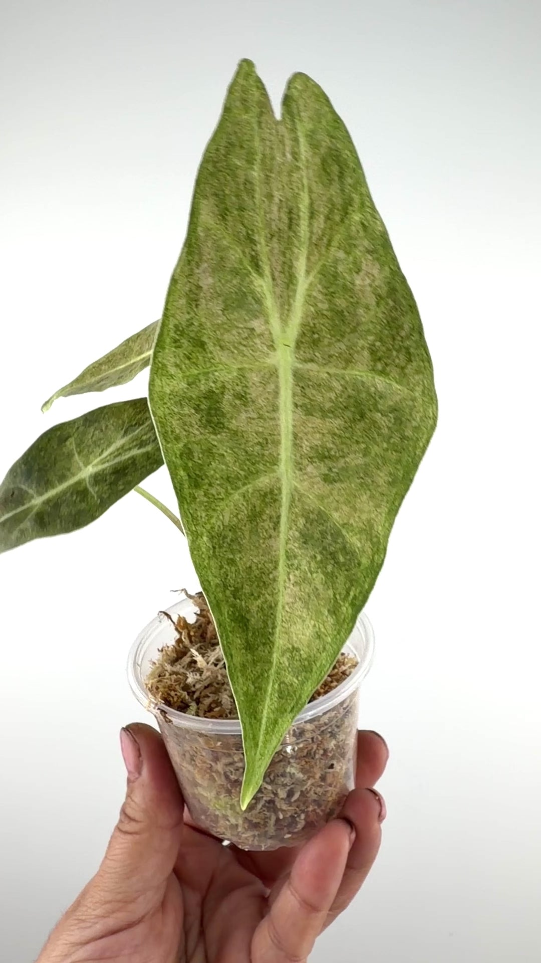 Alocasia Satun Stardust Variegated