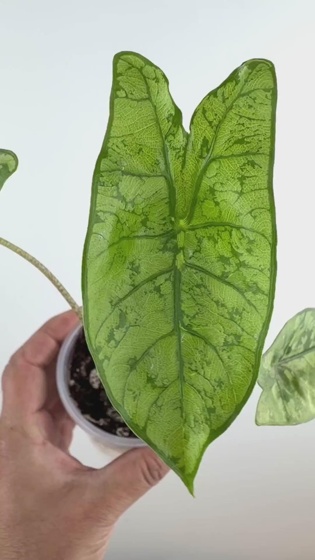 Alocasia Dragon Glass Hybrid Variegated