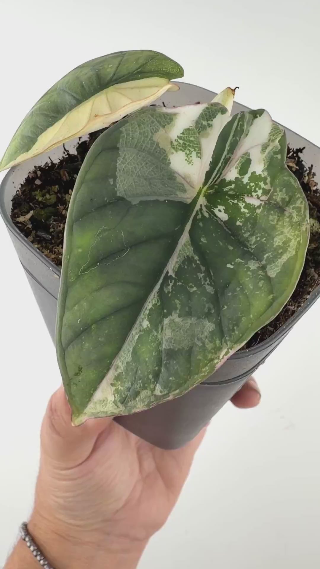 Alocasia Pink Nebula Variegated