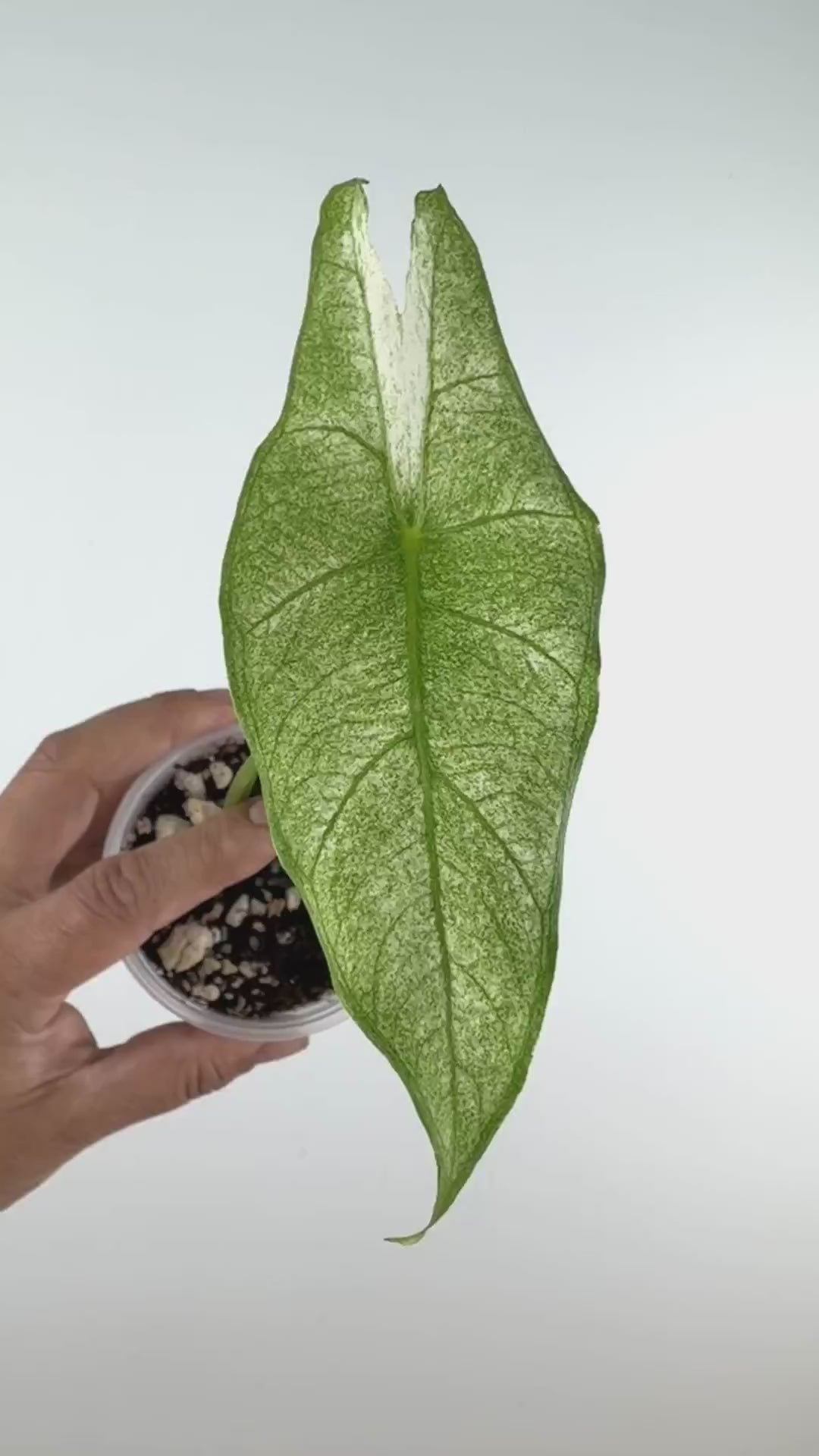 Alocasia Longiloba Full Mint Variegated
