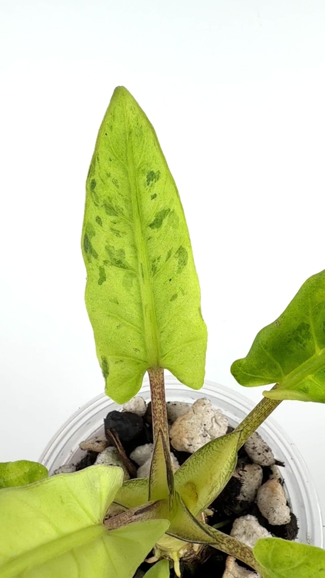 Alocasia Lauterbachiana Full Mint Variegated