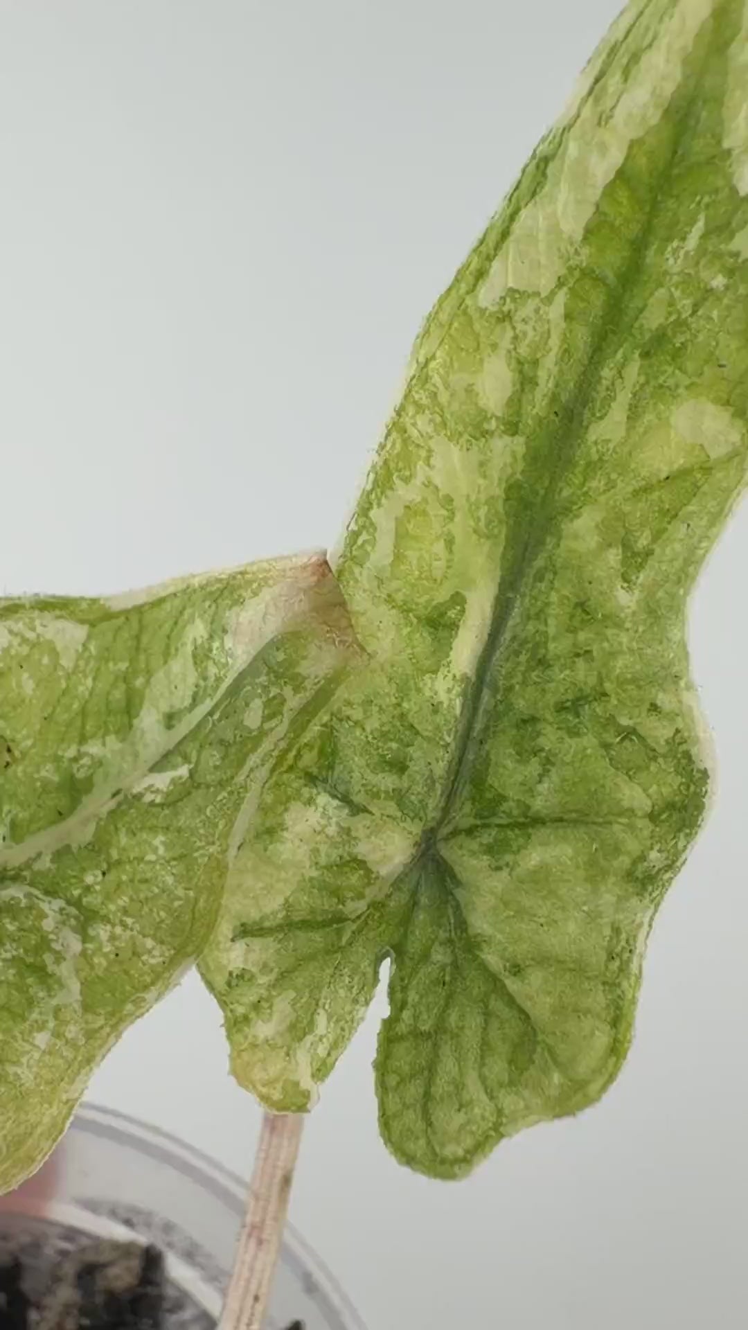 Alocasia Jacklyn Aurea Variegated