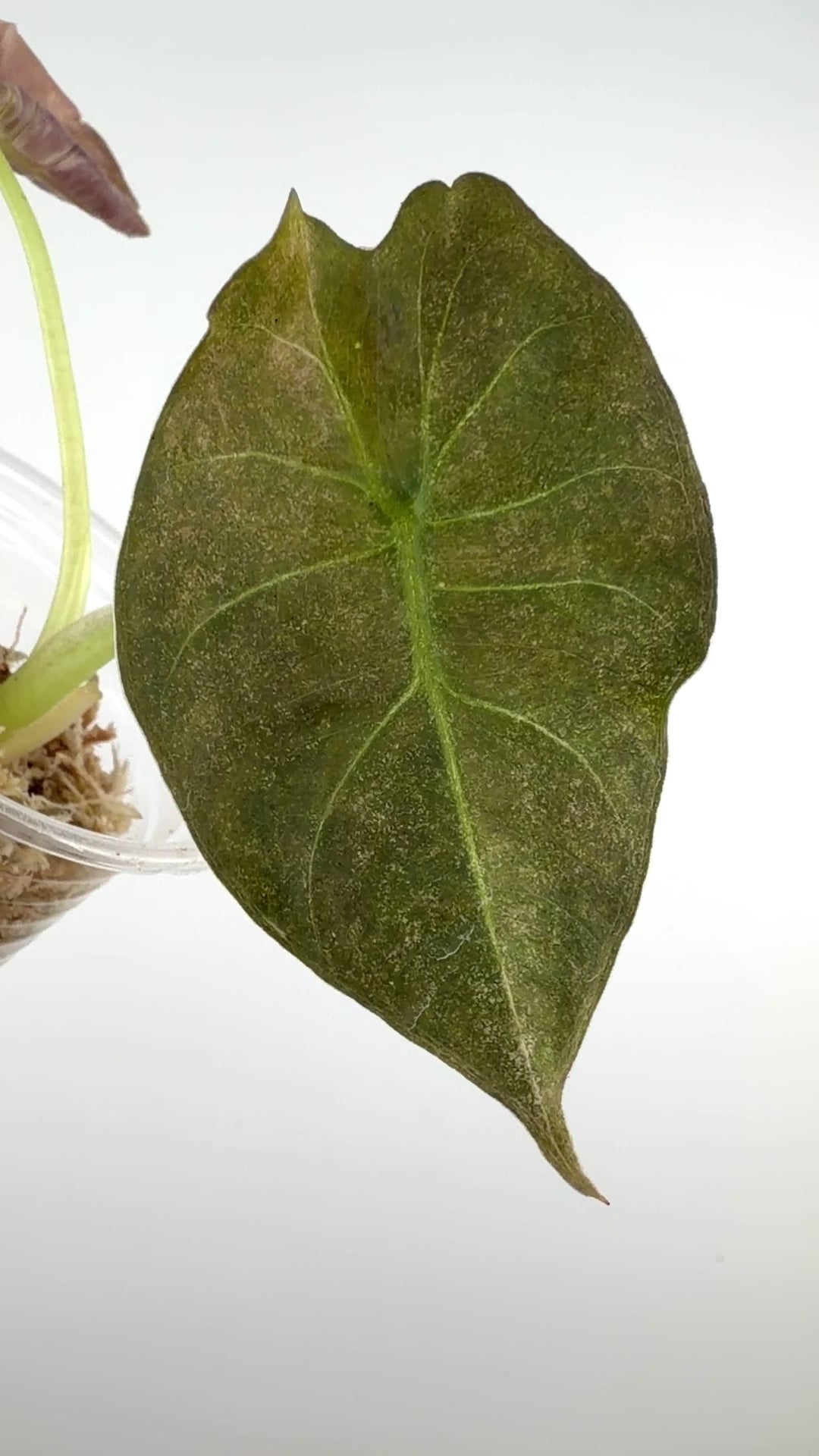 Alocasia Golden Bone Pink Mint Variegated