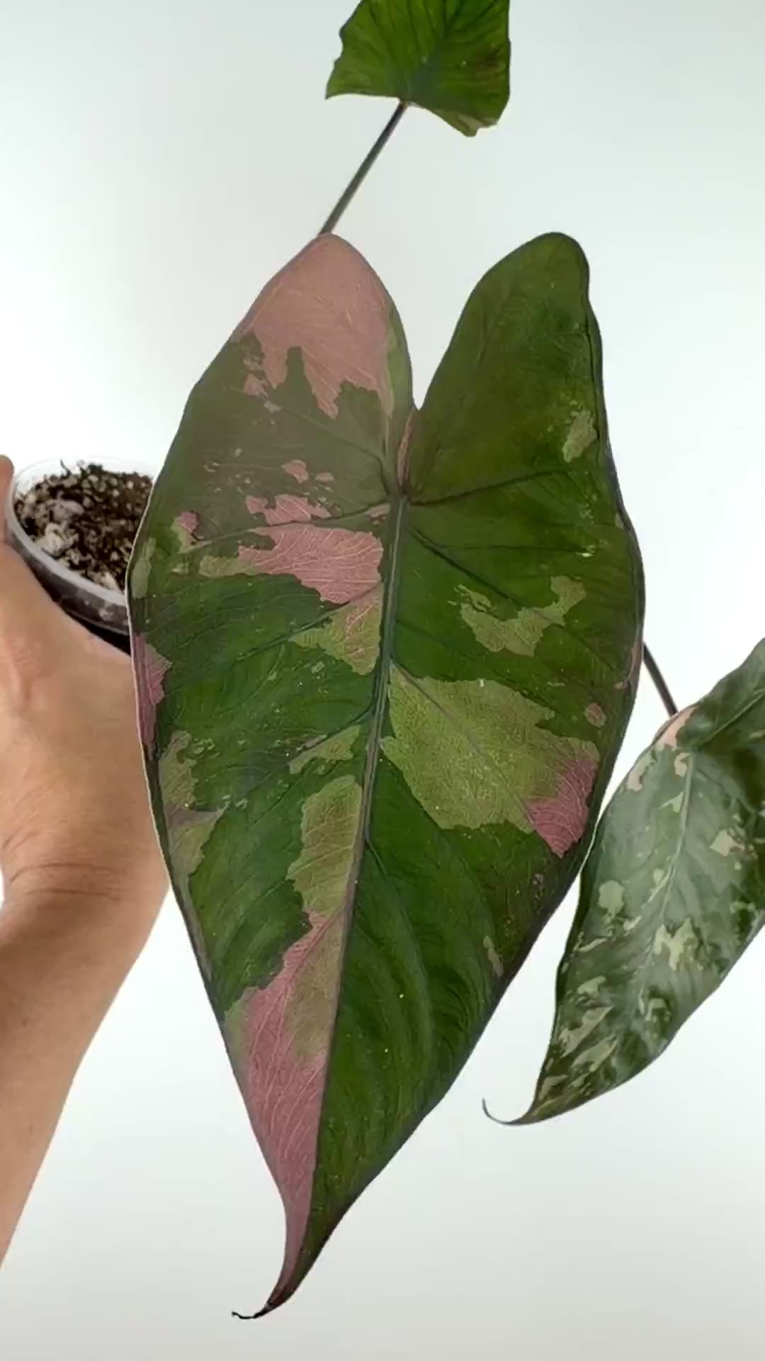 Video of the exact Alocasia Yucatan Black Stem Variegated (EU Version)