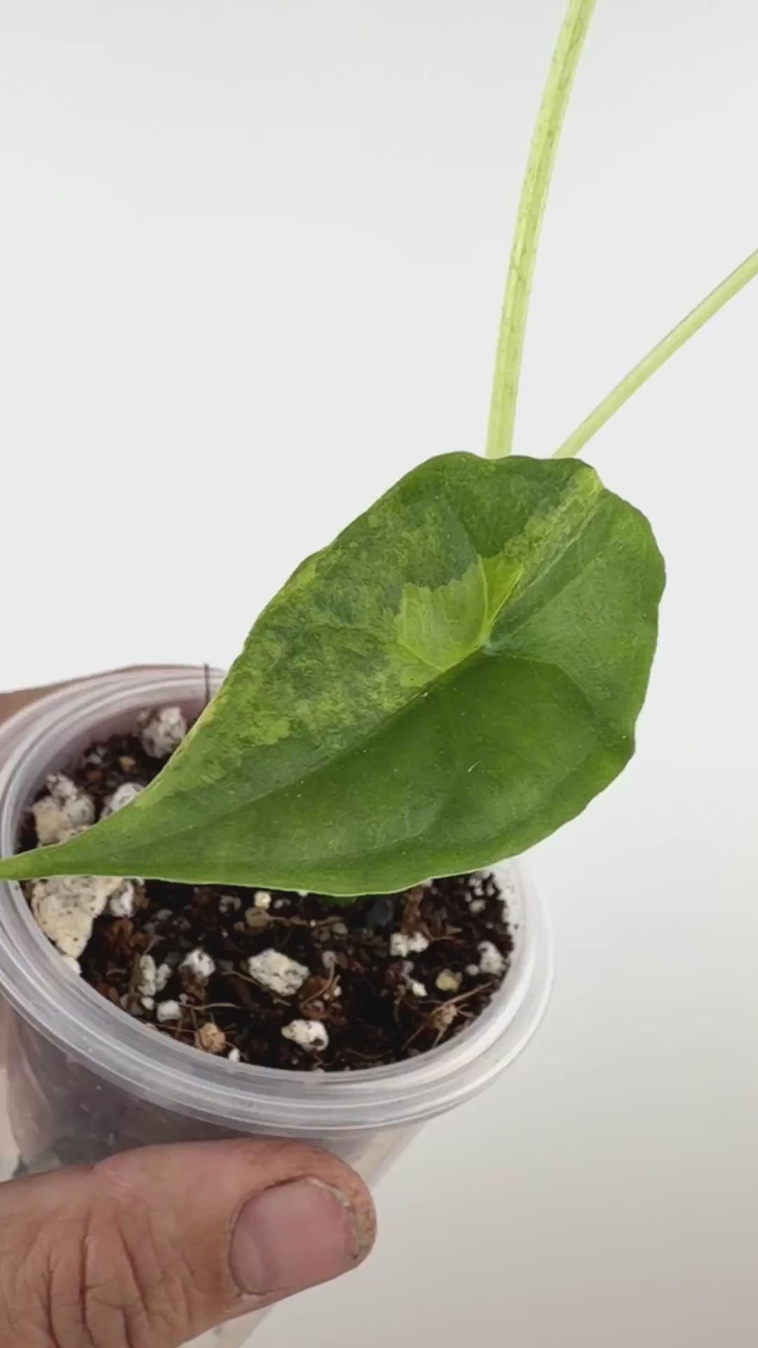 Alocasia Dragons Breath Aurea Variegated