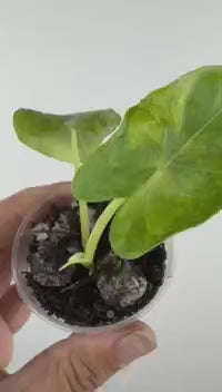 Alocasia Princeps Aurea Pup Variegated
