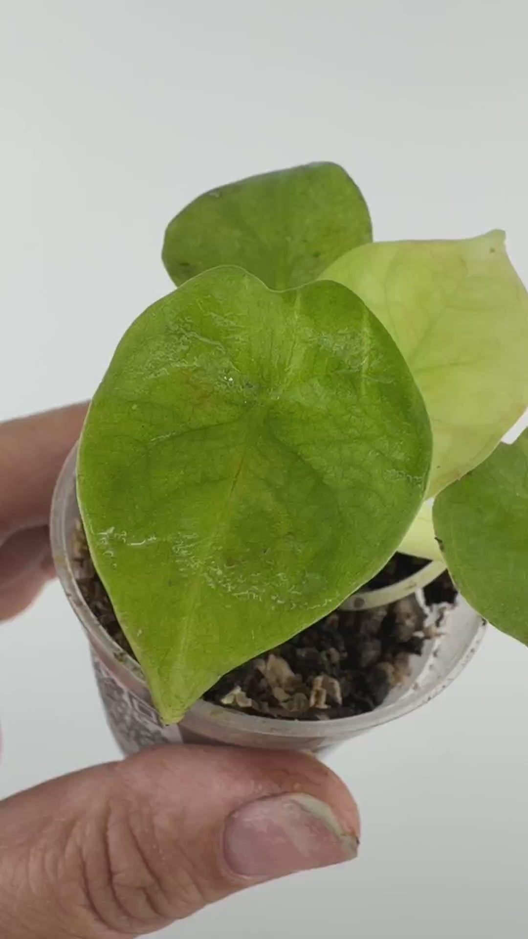 Alocasia Maharani Moonlight Variegated