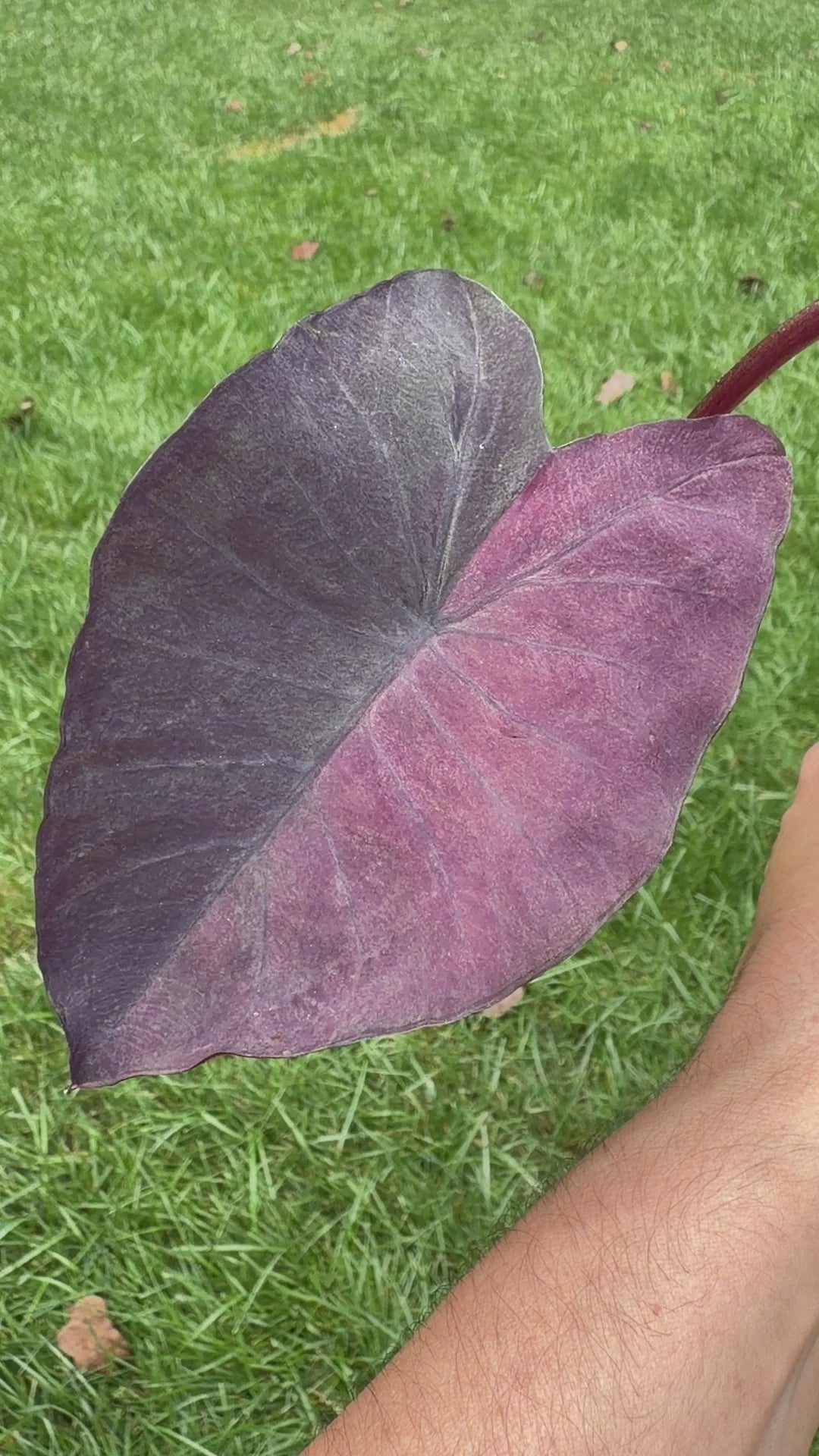 Colocasia Violet Black Specter