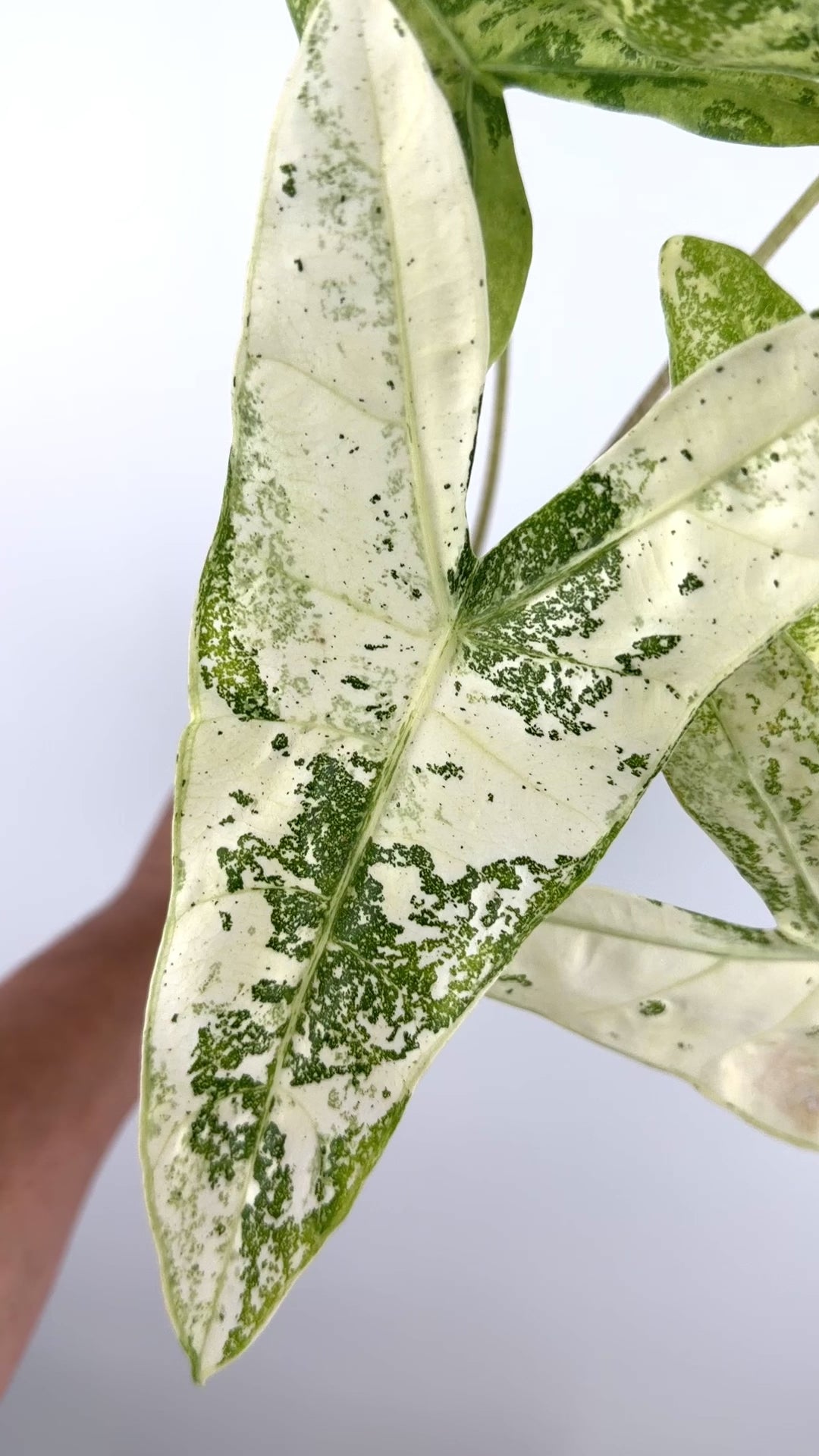 Alocasia Longiloba Thai Con Variegated Mother Plant