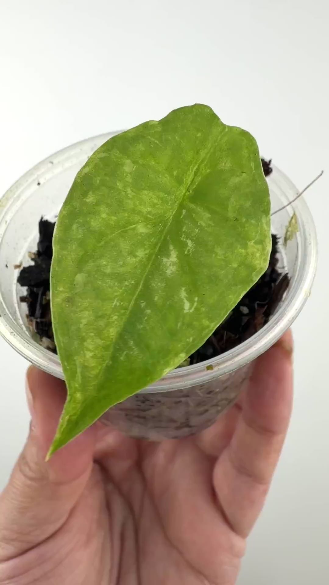 Alocasia Dragons Breath Aurea Pup