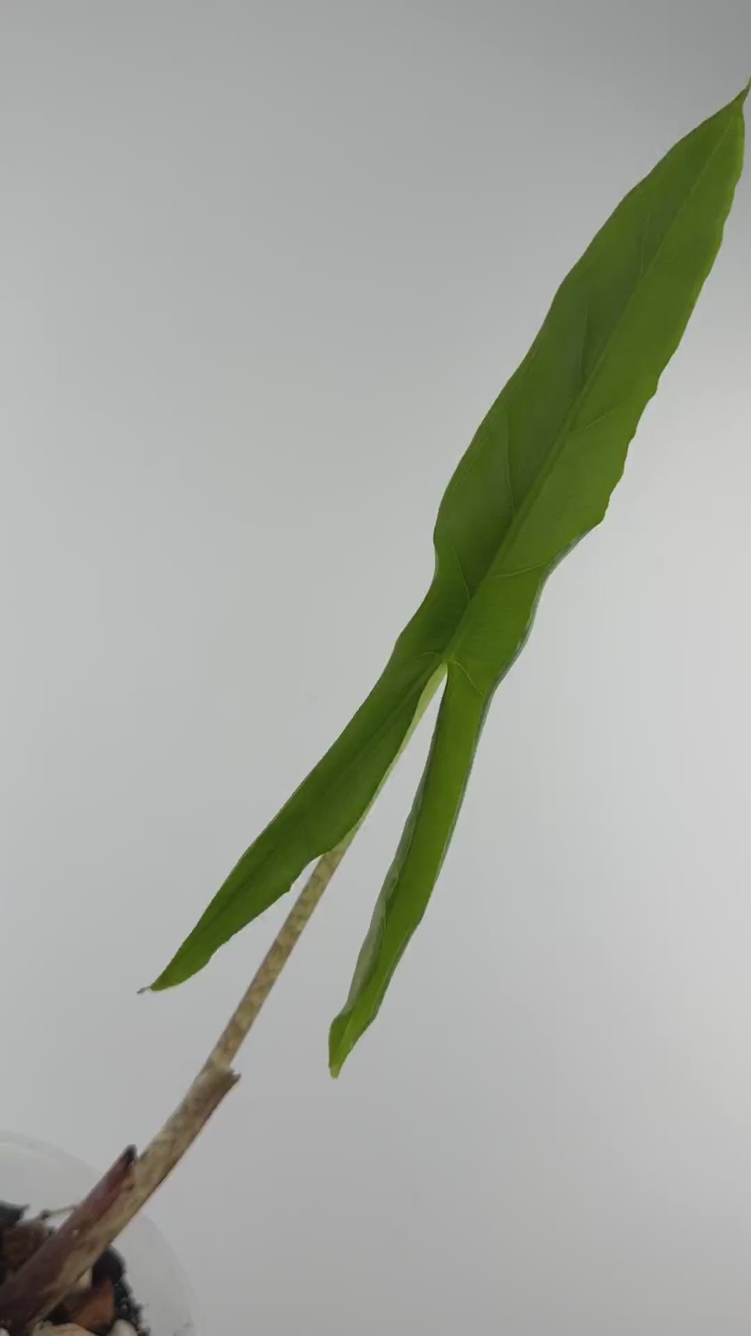 Alocasia Sp. Tigrina Wongii Pup