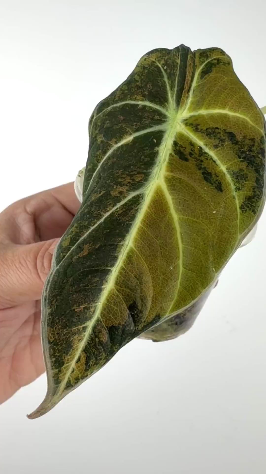 Alocasia Black Velvet Gold Variegated