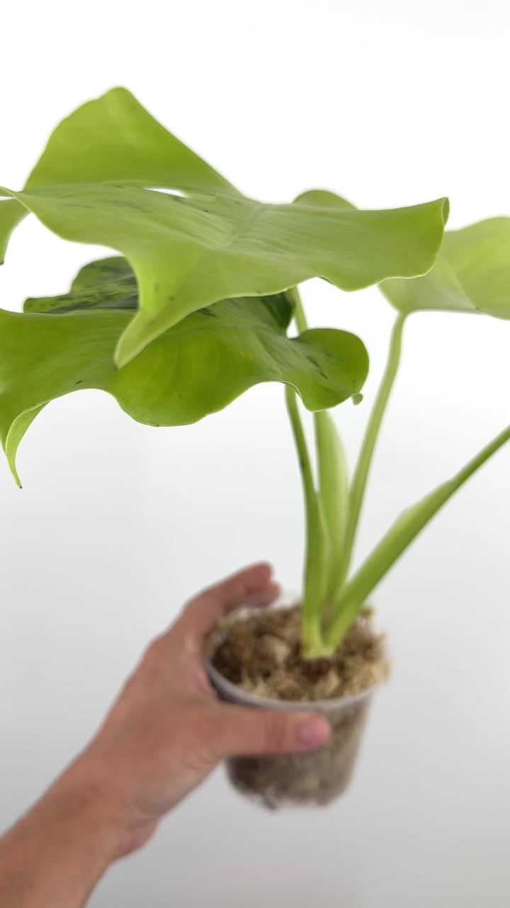 Monstera Lime Lite Variegated