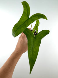 Alocasia Sp. Tigrina Wongii